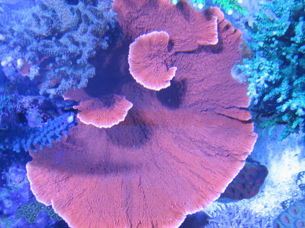 orange montipora sps coral